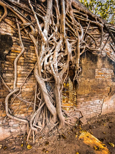 Wat Sai tapınağı Sing Buri Tayland 'da banyan ağacı kökleriyle kaplı.