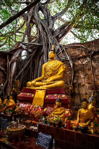 Wat Sai temple ruine recouverte de racines de banyan arbre, à Sing Buri Thaïlande — Photo