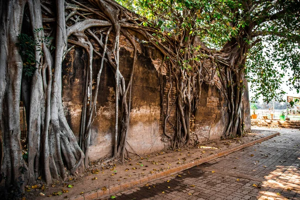 Wat Sai chrám zřícenina pokrytá banyan kořeny stromů, v Sing Buri Thajsku — Stock fotografie