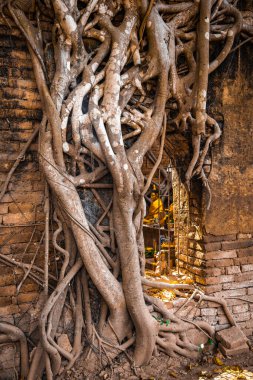 Wat Sai tapınağı Sing Buri Tayland 'da banyan ağacı kökleriyle kaplı.