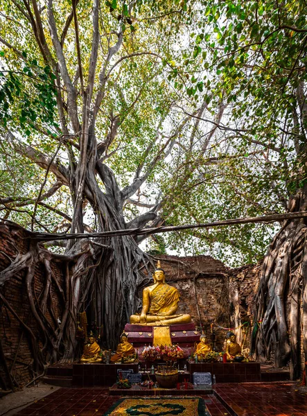 Wat Sai temple ruine recouverte de racines de banyan arbre, à Sing Buri Thaïlande — Photo