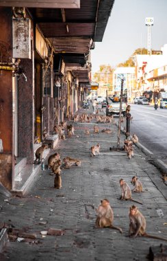 Pra Prang Sam Yod ya da Phra Prang Sam Yot Lopburi, Tayland 'daki maymunlarla dolu tapınağı yıktı.