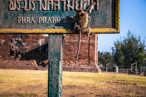 Pra Prang Sam Yod of Phra Prang Sam Yot ruïne tempel met apen, in Lopburi, Thailand — Stockfoto