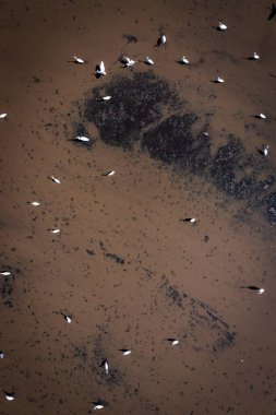 Tayland turnaları, balıkçıllar ve Mynas Kuşları Tayland, Suphan Buri 'de pirinç tarlasında uçuyor.