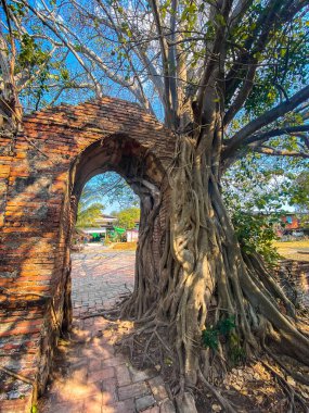 Ayutthaya, Tayland 'daki Wat Phra Ngam harabe tapınağı. Yüksek kalite fotoğraf