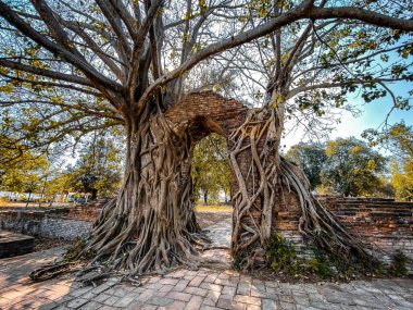 Ayutthaya, Tayland 'daki Wat Phra Ngam harabe tapınağı. Yüksek kalite fotoğraf