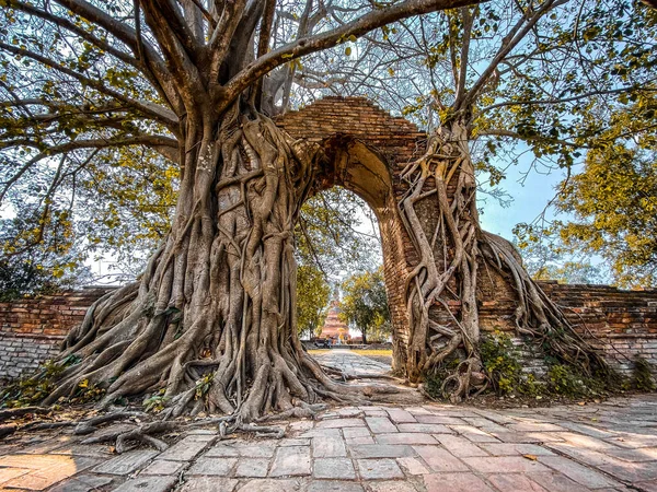Wat Phra Ngam Ερείπιο Ναό Στην Ayutthaya Ταϊλάνδη Υψηλής Ποιότητας — Φωτογραφία Αρχείου