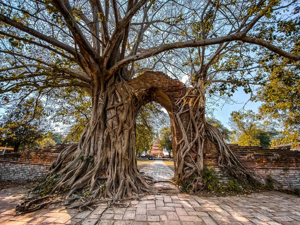 Wat Phra Ngam Ερείπιο Ναό Στην Ayutthaya Ταϊλάνδη Υψηλής Ποιότητας — Φωτογραφία Αρχείου