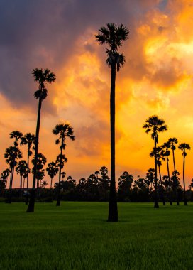 Pathum Thani, Bangkok, Tayland, Güney Asya 'da gün batımında Dongtan Samkhok palmiyeleri ve pirinç tarlaları