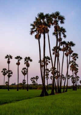 Pathum Thani, Bangkok, Tayland, Güney Asya 'da gün batımında Dongtan Samkhok palmiyeleri ve pirinç tarlaları