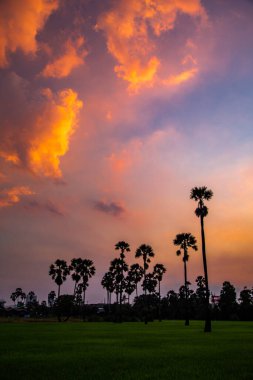 Pathum Thani, Bangkok, Tayland, Güney Asya 'da gün batımında Dongtan Samkhok palmiyeleri ve pirinç tarlaları