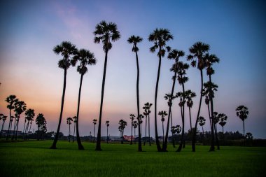 Pathum Thani, Bangkok, Tayland, Güney Asya 'da gün batımında Dongtan Samkhok palmiyeleri ve pirinç tarlaları