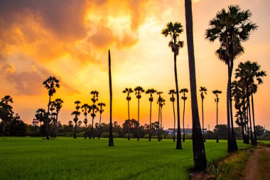 Pathum Thani, Bangkok, Tayland, Güney Asya 'da gün batımında Dongtan Samkhok palmiyeleri ve pirinç tarlaları