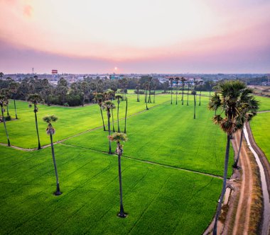 Pathum Thani, Bangkok, Tayland, Güney Asya 'da gün batımında Dongtan Samkhok palmiyeleri ve pirinç tarlaları