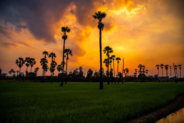 Pathum Thani, Bangkok, Tayland, Güney Asya 'da gün batımında Dongtan Samkhok palmiyeleri ve pirinç tarlaları