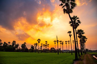 Pathum Thani, Bangkok, Tayland, Güney Asya 'da gün batımında Dongtan Samkhok palmiyeleri ve pirinç tarlaları