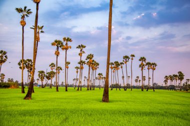 Pathum Thani, Bangkok, Tayland, Güney Asya 'da gün batımında Dongtan Samkhok palmiyeleri ve pirinç tarlaları