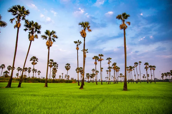 Stock image Dongtan Samkhok palm trees and rice fields during sunset in Pathum Thani, Bangkok, Thailand, south east asia