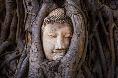 Wat Mahathat tapınağı. Tayland 'ın Phra Nakhon Si Ayutthaya kentindeki bodhi ağacında kapana kısılmış kafa heykeli. Yüksek kalite fotoğraf