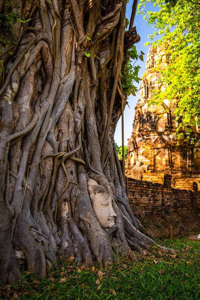 Wat Mahathat Ναός Κεφάλι Άγαλμα Παγιδευμένο Δέντρο Bodhi Στην Phra — Φωτογραφία Αρχείου