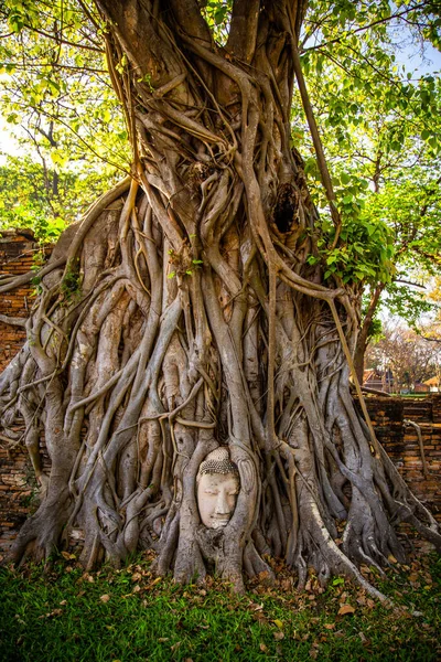 Храм Ват Махате Статуєю Голови Пастці Дереві Бодхі Пха Накхон — стокове фото