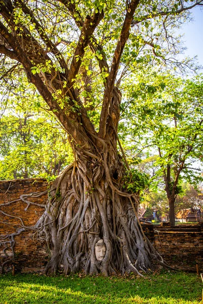 Wat Mahathat Ναός Κεφάλι Άγαλμα Παγιδευμένο Δέντρο Bodhi Στην Phra — Φωτογραφία Αρχείου