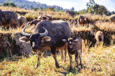 Ban Pa Pong Piang pirinç terasları veya Baan Pa Pong Pieng Doi Inthanon Ulusal Parkı, Chiang Mai, Tayland, Güney Asya