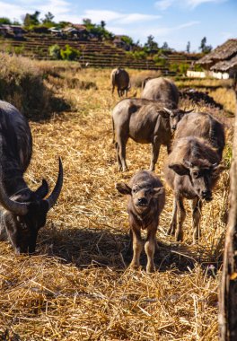 Ban Pa Pong Piang pirinç terasları veya Baan Pa Pong Pieng Doi Inthanon Ulusal Parkı, Chiang Mai, Tayland, Güney Asya