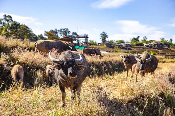 Ban Pa Pong Piang pirinç terasları veya Baan Pa Pong Pieng Doi Inthanon Ulusal Parkı, Chiang Mai, Tayland, Güney Asya
