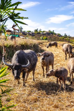Ban Pa Pong Piang pirinç terasları veya Baan Pa Pong Pieng Doi Inthanon Ulusal Parkı, Chiang Mai, Tayland, Güney Asya