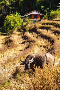 Ban Pa Pong Piang pirinç terasları veya Baan Pa Pong Pieng Doi Inthanon Ulusal Parkı, Chiang Mai, Tayland, Güney Asya