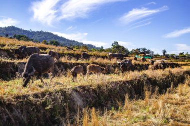 Ban Pa Pong Piang pirinç terasları veya Baan Pa Pong Pieng Doi Inthanon Ulusal Parkı, Chiang Mai, Tayland, Güney Asya