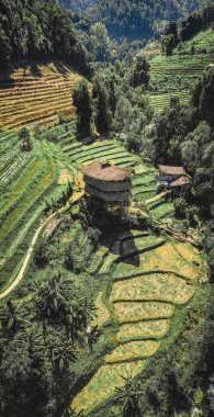 Chiang Mai, Tayland 'daki Doi Inthanon Ulusal Parkı' ndaki dev Bambu Kulübesi.
