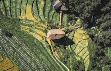 Chiang Mai, Tayland 'daki Doi Inthanon Ulusal Parkı' ndaki dev Bambu Kulübesi.