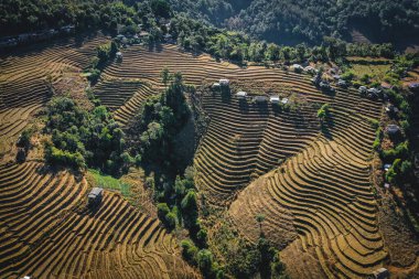 Ban Pa Pong Piang pirinç terasları veya Baan Pa Pong Pieng Doi Inthanon Ulusal Parkı, Chiang Mai, Tayland, Güney Asya