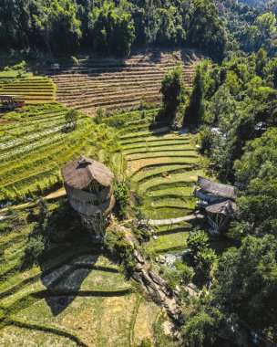 Chiang Mai, Tayland 'daki Doi Inthanon Ulusal Parkı' ndaki dev Bambu Kulübesi.