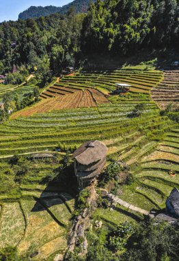 Chiang Mai, Tayland 'daki Doi Inthanon Ulusal Parkı' ndaki dev Bambu Kulübesi.
