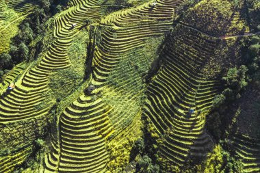 Ban Pa Pong Piang pirinç terasları veya Baan Pa Pong Pieng Doi Inthanon Ulusal Parkı, Chiang Mai, Tayland, Güney Asya