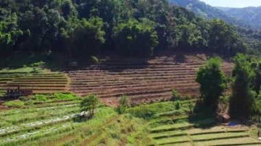 Chiang Mai, Tayland 'daki Doi Inthanon Ulusal Parkı' ndaki dev Bambu Kulübesi.