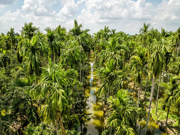 Aerial View Palm Tree Plantation Nakhon Pathom Thailand South East — Stock Photo, Image