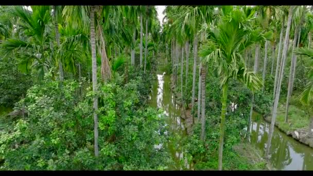 Luchtfoto Van Een Palmboom Plantage Nakhon Pathom Thailand Zuid Oost — Stockvideo