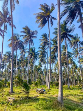 Tayland, Khiri Han 'daki Hat Thang Sai Plajı. Yüksek kalite fotoğraf
