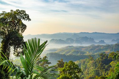 Chumphon, Tayland 'da Doi Tapang yakınlarında pirinç terasları.