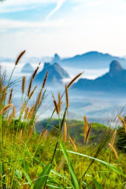 Chumphon, Tayland 'da Doi Tapang yakınlarında pirinç terasları.
