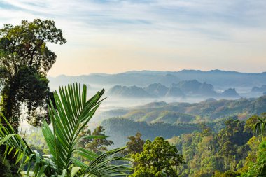 Chumphon, Tayland 'da Doi Tapang yakınlarında pirinç terasları.