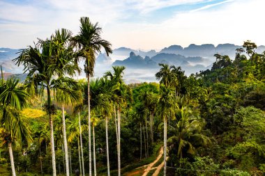 Chumphon, Tayland 'da Doi Tapang yakınlarında pirinç terasları.