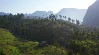 Chumphon, Tayland 'da Doi Tapang yakınlarında pirinç terasları.