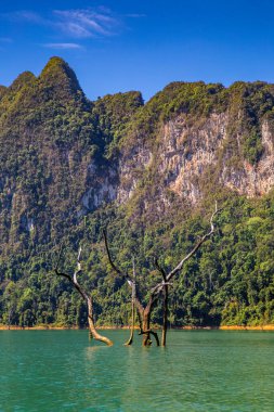 Surat Thani, Tayland 'daki Khao Sok Ulusal Parkı, Güney Doğu Asya
