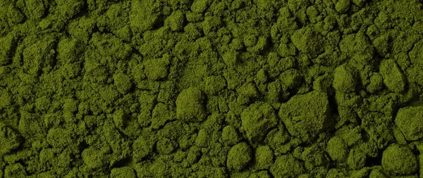 Green powder background. Banner. Chlorella powder close up. Superfood.