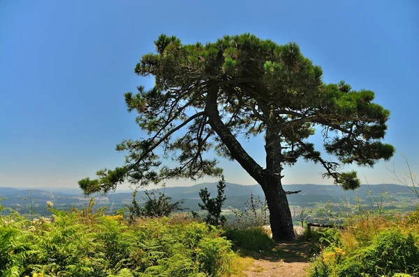 Paesaggio, Lobeira, Vilagarcia de Arousa, Spagna — Foto Stock